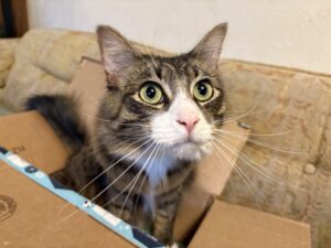 Cute tabby kitten sitting in a box, waiting to play